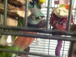 White Wart-Like Growth On Cere