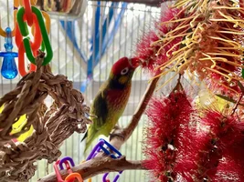 A sweet little birdie called Lovejoy 💖