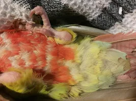 Pineapple Conure - Feather problem