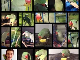 Rio's Progress
