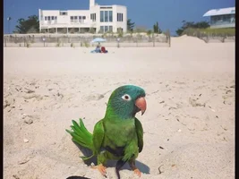 Gilbert's beach vacation