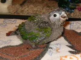New baby Green Cheek Conure! (Watch him/her grow!)