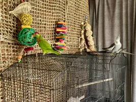 A sweet little birdie called Lovejoy 💖