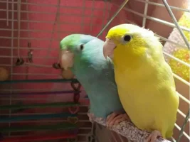 Male or female? Parrotlets