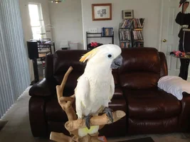 Which cockatoo specie?