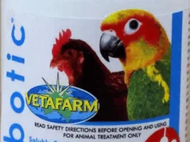 Help needed Indian Ringneck Parrot not eating