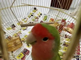 New bird owner and new to the forum!