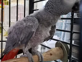 Abused Parrots