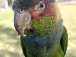 Hi from Australia!