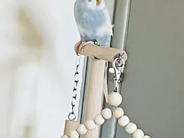 New Budgie Mom