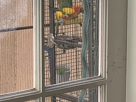 I was cuddling with my snuggly Sun Conure when my medication knocked me out and I crushed him in my sleep.  I am beyond devastated