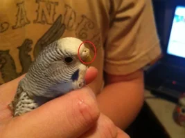 My parrot nose has Problem!!!