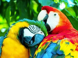 Who Has The Most Birds!!!