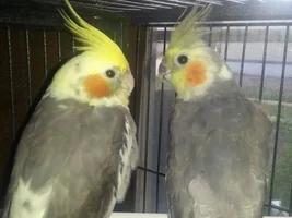 are these male and female
