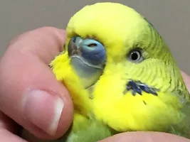 Official budgie photo thread!