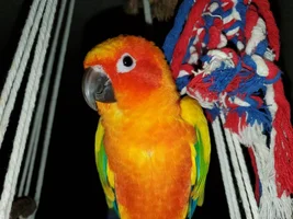 CONURE THREAD