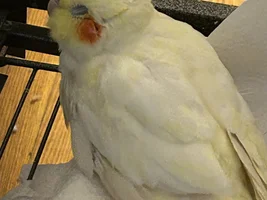 Cinder and Zesty -cockatiels with disabilities, etc