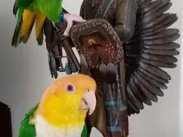 Green thigh caiques