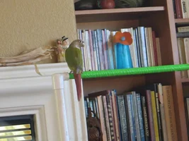 Chico's New Pvc Perch