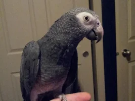 My New African Grey