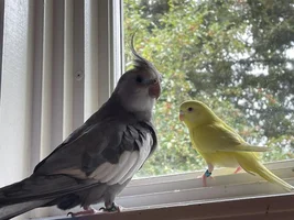 Cricket’s thread!