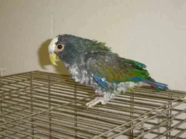 Possibly adopting a White Capped Pionus