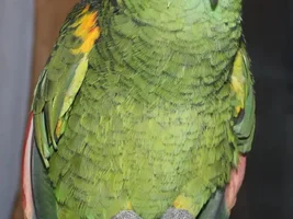 20ish year old male Amazon