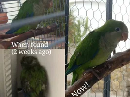 Tatty feathers, falling out?