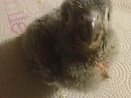 Just got on the list for a new baby GCC