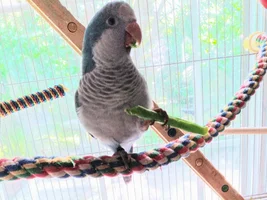 Welcome home Phoebe (Orbit)