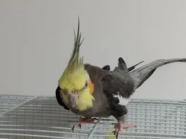 Cockatiel attacked by my lovebird what should i do?