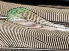 Green Cheek Conure - Color/Genetics question