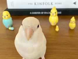 Birdie Baby Pictures