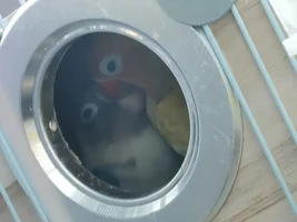 Lovebirds breeding
