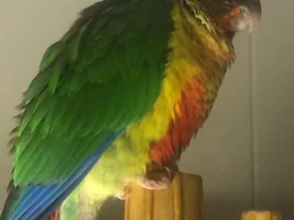 New to this site!😊🐣