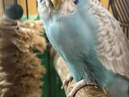 Sick parakeet