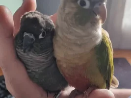 Considering re-homing one of my conures - Looking for advice