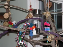 Luigi, Beausoleil, and Alex's new playgym
