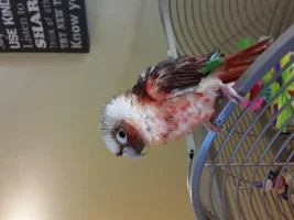 Rio molting?