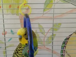 How old is my budgie?