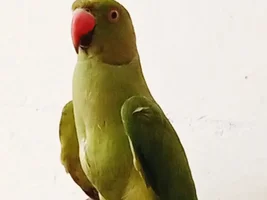 Experts Please Can Someone Guess Its Male OR Female