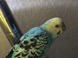 Color ID and color growth stages