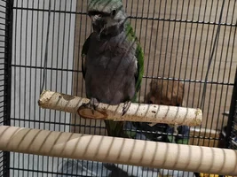 Sneezing/scratching beak and drooling
