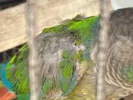 Looking for help
