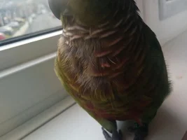 please help-conure plucking feathers