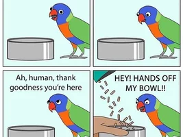 Parrot jokes/ memes