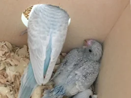 So I got her a nestbox....