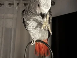 Beautiful young hand tamed African Gray for sale. A great talker!!!