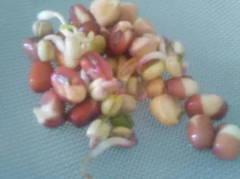 Why has sprouting gone wrong..??