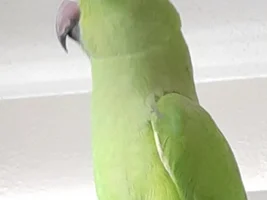 Wondering about the sex of my Ringneck